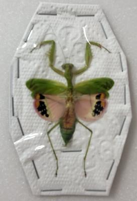 Caliris elegans femelle