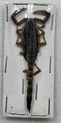Mesobuthus martensii