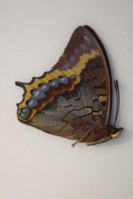 Charaxes eurialus male