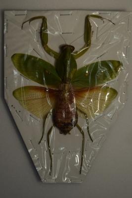 Mantidae sp 7