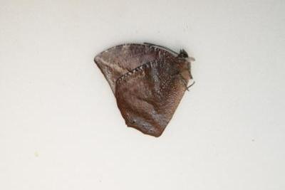 Memphis lyceus male