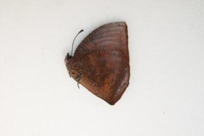 Memphis mora male