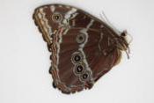 Morpho peleides femelle