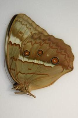 Stichopthalma cambonia male
