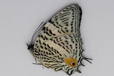 Baeotus japetus femelle A-