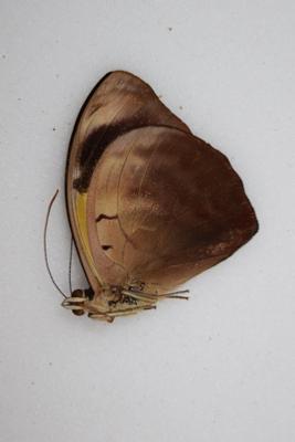 Catonephele numilia mâle