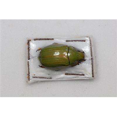 Chrysina chalchihuitli femelle