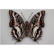 Charaxes andranadorus verso male étalé