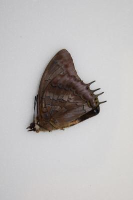 Charaxes etheocles viola male