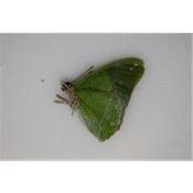 Charaxes eupale mâle
