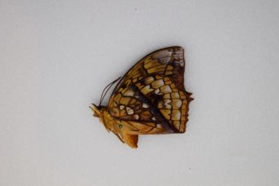 Charaxes pleione mâle