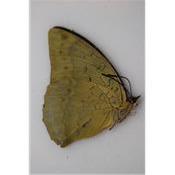 Charaxes pytodorus occidens femelle