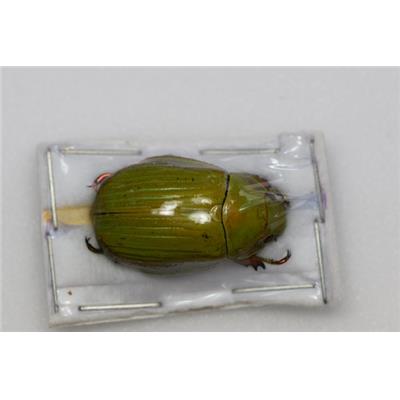 Chrysina alphabarrerae femelle