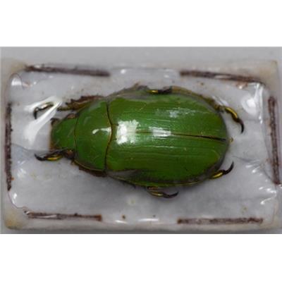 Chrysina juxtaprasina male