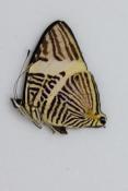 Colobura dirce