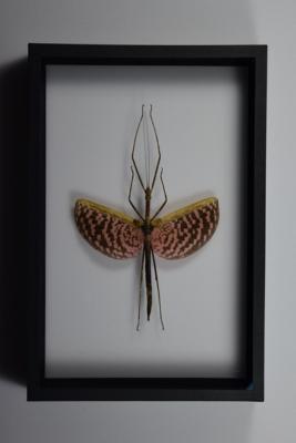DBV Diesbachia tamyris femelle