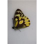Delias battana male