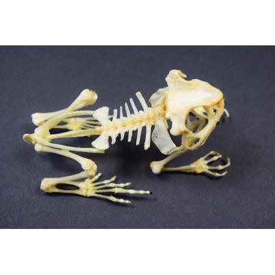 Squelette Duttaphrynus melanostictus "crapaud