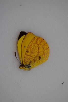 Eurema reticulatus
