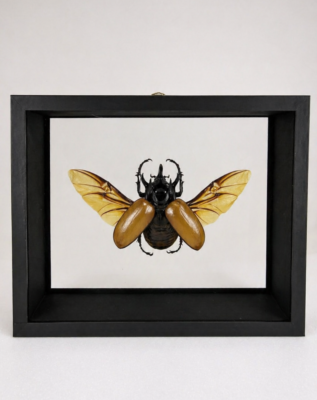 DBV Eupatorus gracillicornis male ailes ouvertes