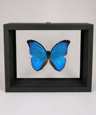 DBV Morpho menelaus mâle 