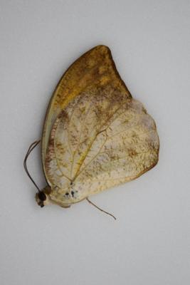 Hebomoia glaucippe femelle A-