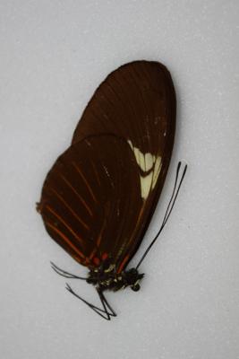 Heliconius melpomme F. penelopides male