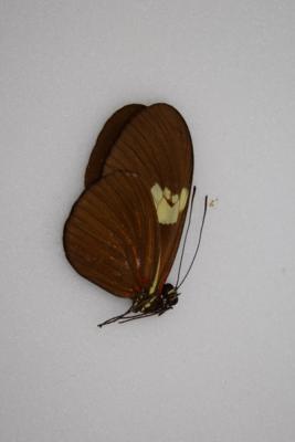 Heliconius erato F. venustus femelle