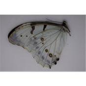Morpho polyphemus luna mâle