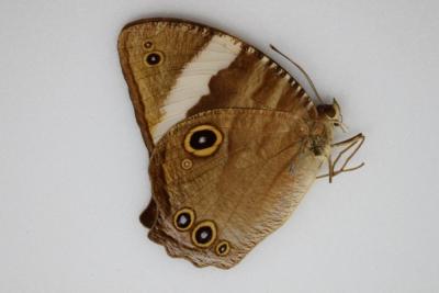 Melanitis amabilis femelle