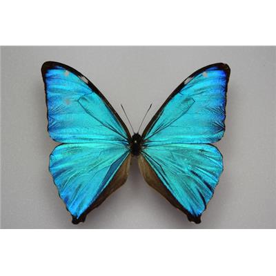 Morpho aega mâle