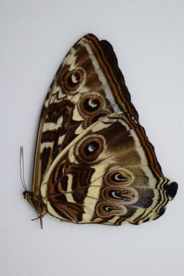 Morpho cisseis forme bleu FEMELLE