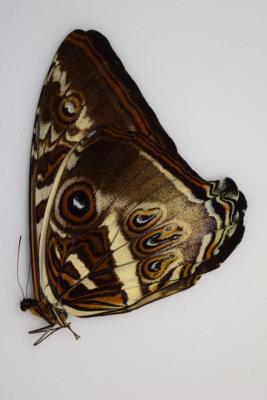 Morpho cisseis gahua male bleu