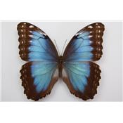 Morpho helenor carillensis femelle