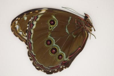 Morpho helenor achilles male A1
