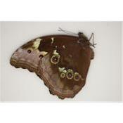 Morpho menelaus occidentalis femelle A1-