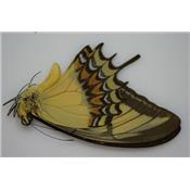 Papilio androgeus male