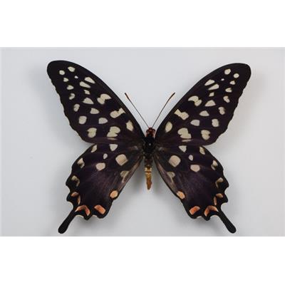 Papilio antenor male verso étalé
