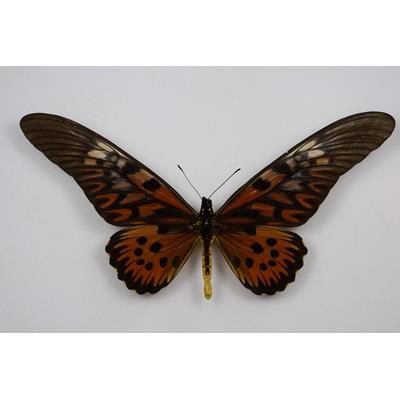 Papilio antimachus male recto etale