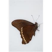 Papilio nireus