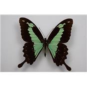 Papilio phorcas male