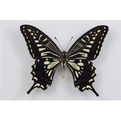 Papilio xuthus étalé