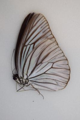 Pareronia tritaea tritaea male