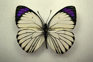 PIERIDAE Asie, Indonsie