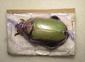 Chrysina erubescens bicolor femelle