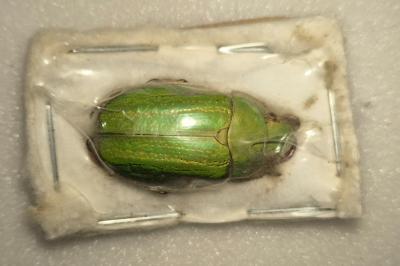 Chrysina aurofoveata male