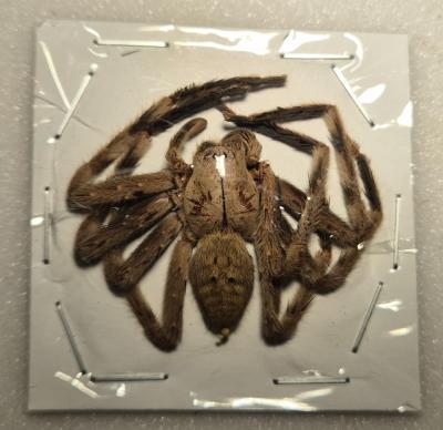 Spider marron 3/4 cm