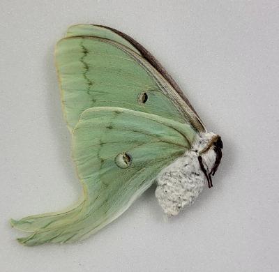 Actias luna femelle A1