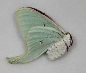 Actias artemis femelle A1