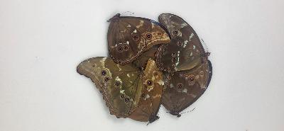 Morpho didius LOT DE 50 mâles